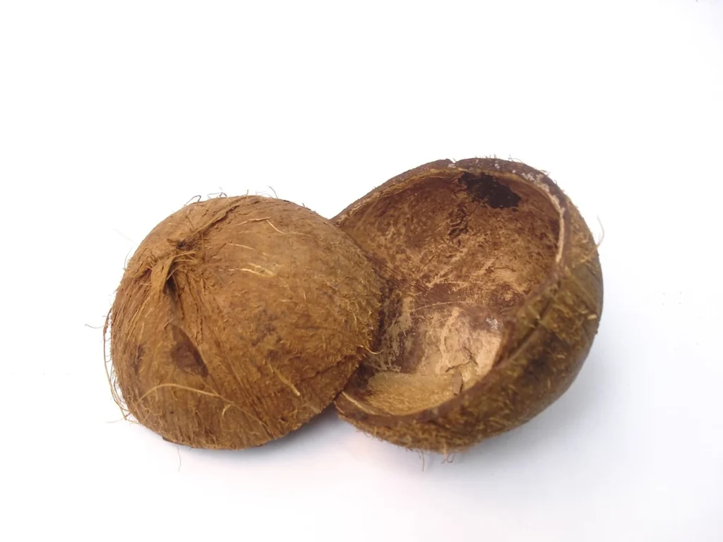 coconut 